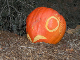 Bird, Nipomo Pumpkin Patch best carving idea